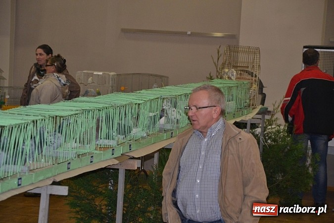 Zdjęcie w galerii na portalu naszraciborz.pl: Ptasie piękności na wystawie w Tworkowie wiadomości z regionu