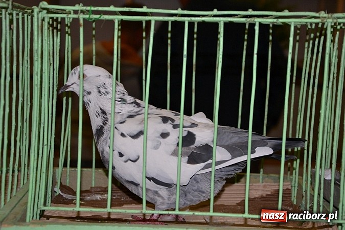 Zdjęcie w galerii na portalu naszraciborz.pl: Ptasie piękności na wystawie w Tworkowie wiadomości z regionu