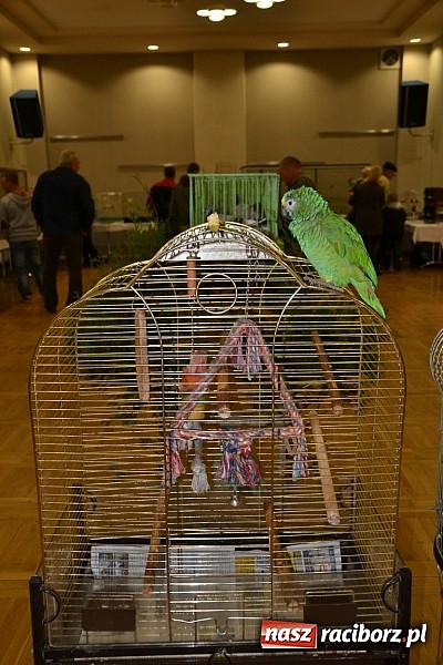 Zdjęcie w galerii na portalu naszraciborz.pl: Ptasie piękności na wystawie w Tworkowie wiadomości z regionu