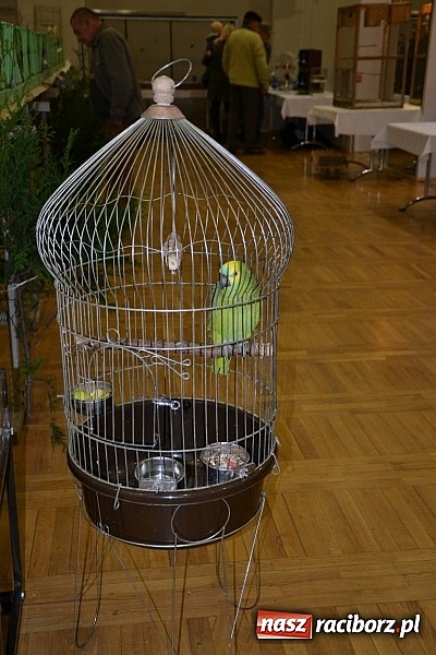 Zdjęcie w galerii na portalu naszraciborz.pl: Ptasie piękności na wystawie w Tworkowie wiadomości z regionu