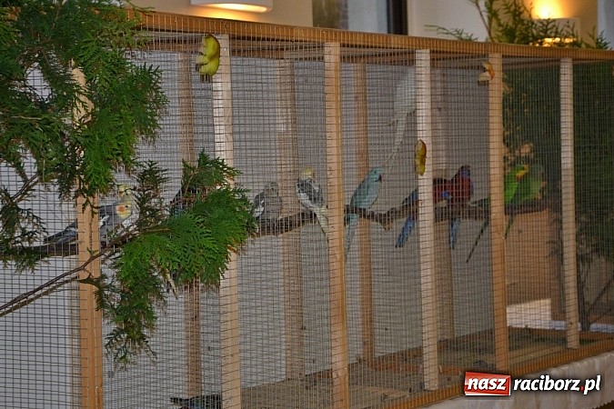 Zdjęcie w galerii na portalu naszraciborz.pl: Ptasie piękności na wystawie w Tworkowie wiadomości z regionu