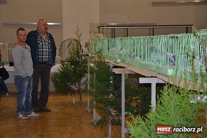 Zdjęcie w galerii na portalu naszraciborz.pl: Ptasie piękności na wystawie w Tworkowie wiadomości z regionu