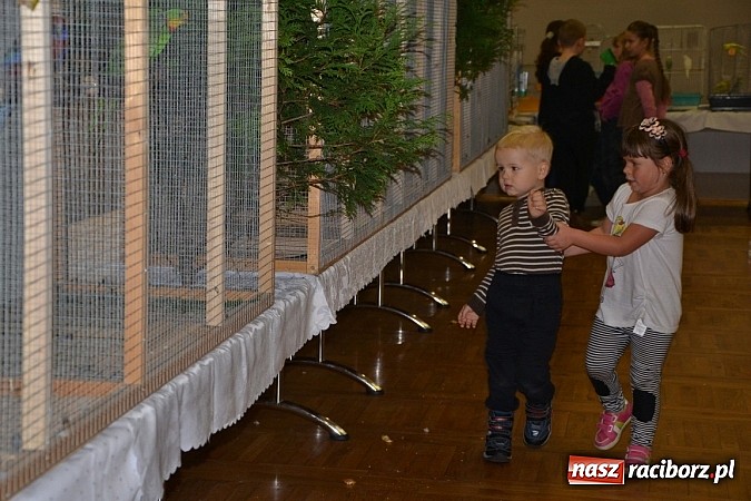 Zdjęcie w galerii na portalu naszraciborz.pl: Ptasie piękności na wystawie w Tworkowie wiadomości z regionu