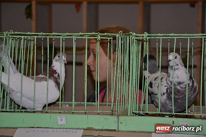 Zdjęcie w galerii na portalu naszraciborz.pl: Ptasie piękności na wystawie w Tworkowie wiadomości z regionu