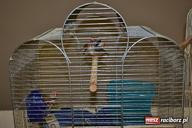 Zdjęcie w galerii na portalu naszraciborz.pl: Ptasie piękności na wystawie w Tworkowie wiadomości z regionu