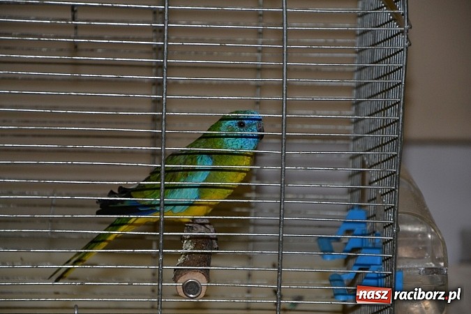 Zdjęcie w galerii na portalu naszraciborz.pl: Ptasie piękności na wystawie w Tworkowie wiadomości z regionu