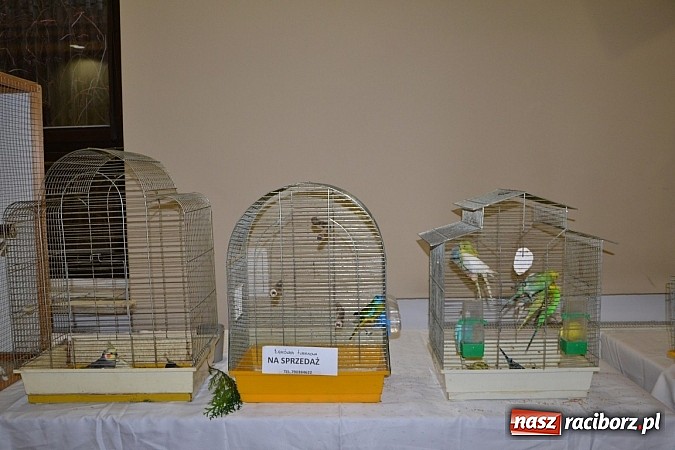 Zdjęcie w galerii na portalu naszraciborz.pl: Ptasie piękności na wystawie w Tworkowie wiadomości z regionu