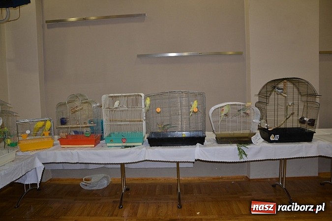 Zdjęcie w galerii na portalu naszraciborz.pl: Ptasie piękności na wystawie w Tworkowie wiadomości z regionu