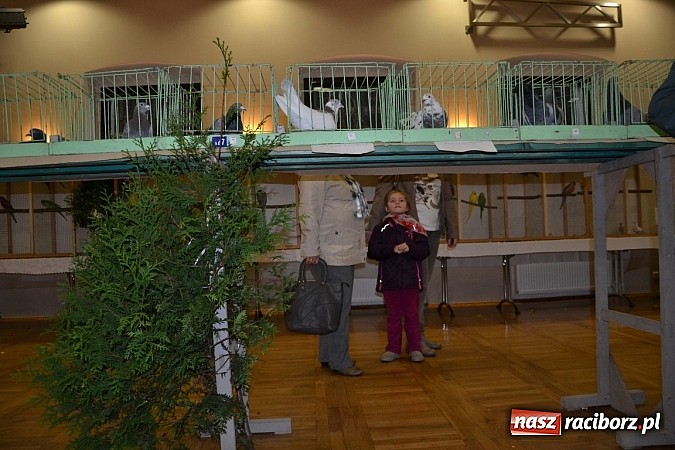 Zdjęcie w galerii na portalu naszraciborz.pl: Ptasie piękności na wystawie w Tworkowie wiadomości z regionu