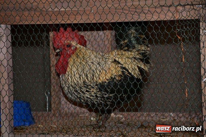 Zdjęcie w galerii na portalu naszraciborz.pl: Ptasie piękności na wystawie w Tworkowie wiadomości z regionu