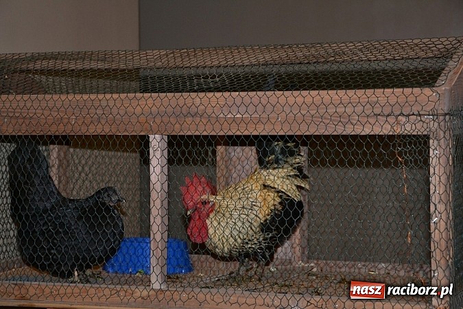 Zdjęcie w galerii na portalu naszraciborz.pl: Ptasie piękności na wystawie w Tworkowie wiadomości z regionu