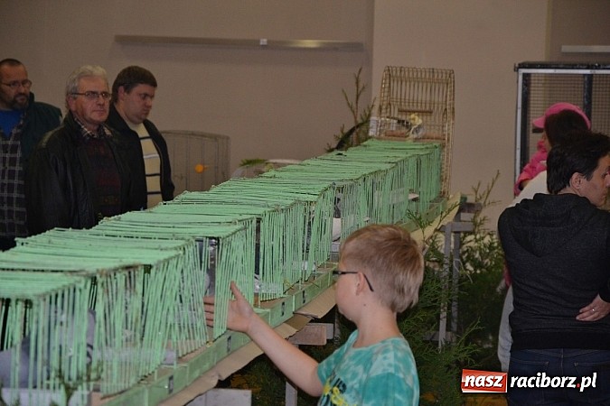 Zdjęcie w galerii na portalu naszraciborz.pl: Ptasie piękności na wystawie w Tworkowie wiadomości z regionu