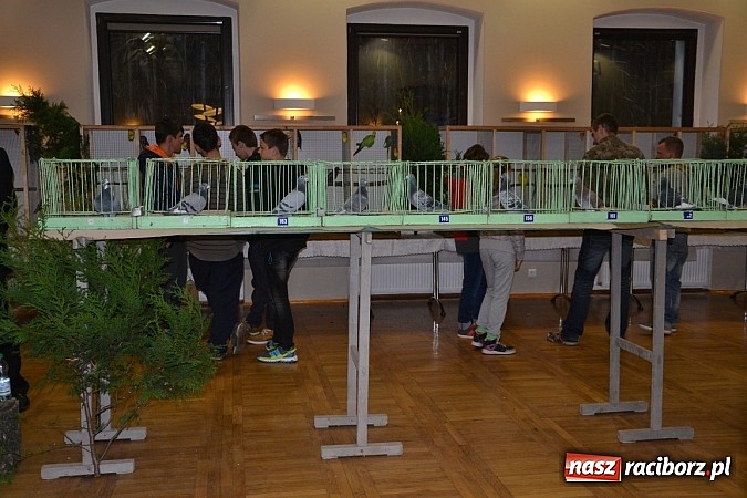 Zdjęcie w galerii na portalu naszraciborz.pl: Ptasie piękności na wystawie w Tworkowie wiadomości z regionu