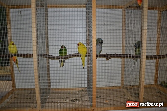 Zdjęcie w galerii na portalu naszraciborz.pl: Ptasie piękności na wystawie w Tworkowie wiadomości z regionu