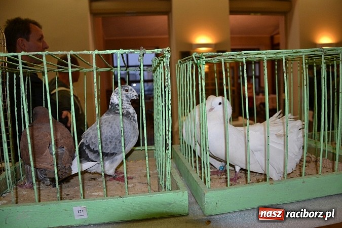 Zdjęcie w galerii na portalu naszraciborz.pl: Ptasie piękności na wystawie w Tworkowie wiadomości z regionu