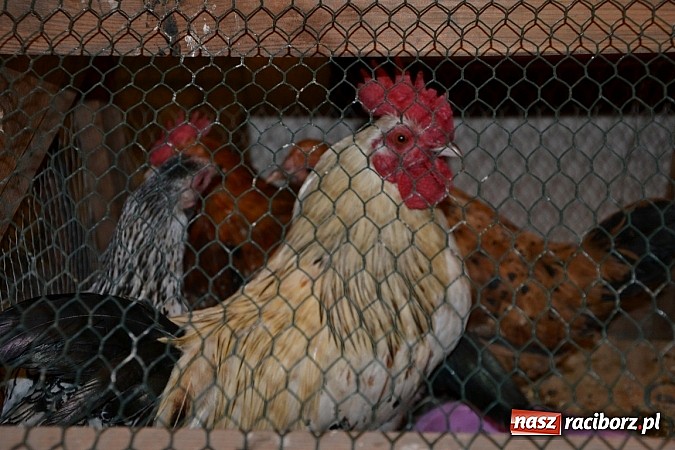 Zdjęcie w galerii na portalu naszraciborz.pl: Ptasie piękności na wystawie w Tworkowie wiadomości z regionu