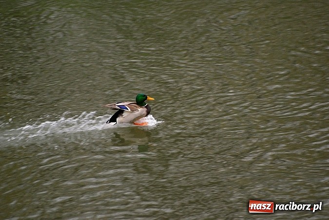 Zdjęcie w galerii na portalu naszraciborz.pl: Raciborska przystań nadodrzańska już gotowa wiadomości z regionu