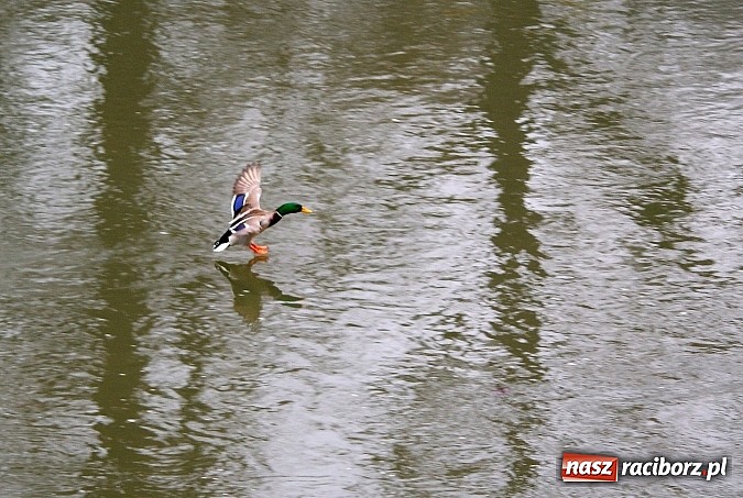 Zdjęcie w galerii na portalu naszraciborz.pl: Raciborska przystań nadodrzańska już gotowa wiadomości z regionu
