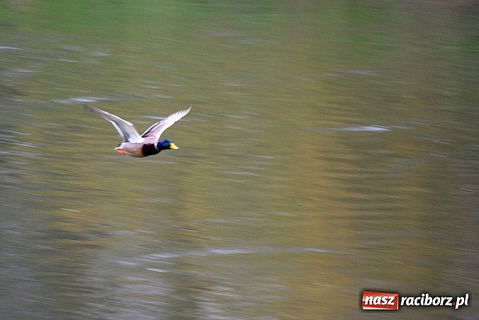 Zdjęcie w galerii na portalu naszraciborz.pl: Raciborska przystań nadodrzańska już gotowa wiadomości z regionu