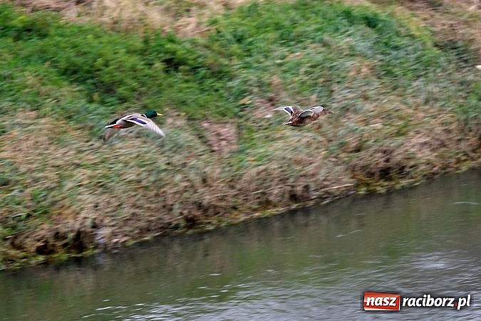 Zdjęcie w galerii na portalu naszraciborz.pl: Raciborska przystań nadodrzańska już gotowa wiadomości z regionu