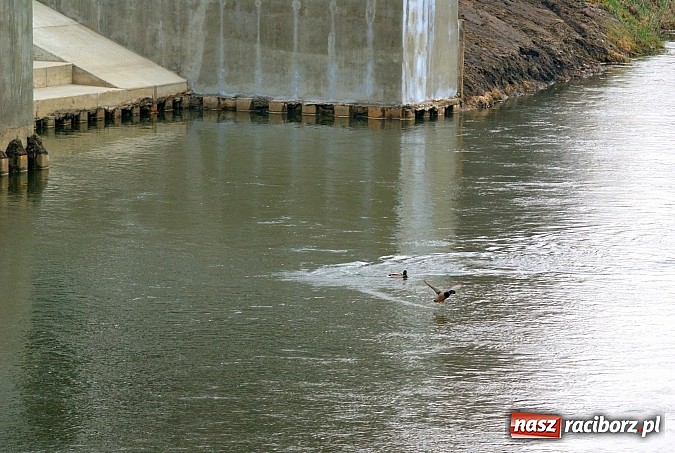 Zdjęcie w galerii na portalu naszraciborz.pl: Raciborska przystań nadodrzańska już gotowa wiadomości z regionu