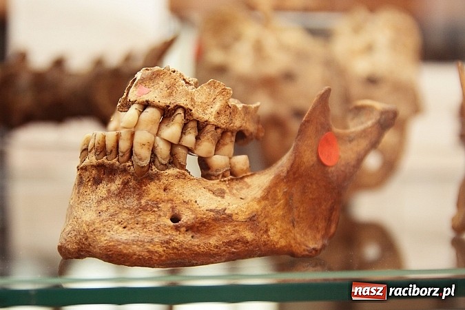 Zdjęcie w galerii na portalu naszraciborz.pl: Czy wiesz, co kryje się w podziemiach Raciborza? Zobacz najnowsze odkrycia raciborskich archeologów wiadomości z regionu