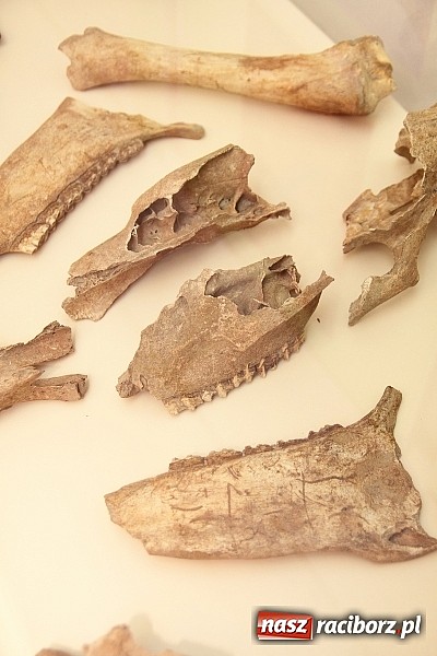 Zdjęcie w galerii na portalu naszraciborz.pl: Czy wiesz, co kryje się w podziemiach Raciborza? Zobacz najnowsze odkrycia raciborskich archeologów wiadomości z regionu