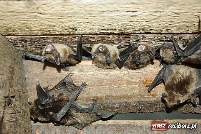 Zdjęcie w galerii na portalu naszraciborz.pl: Spokojny sen nietoperza wiadomości z regionu