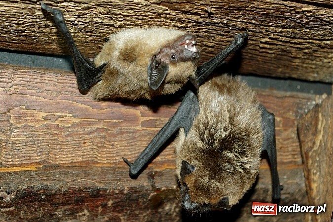 Zdjęcie w galerii na portalu naszraciborz.pl: Spokojny sen nietoperza wiadomości z regionu