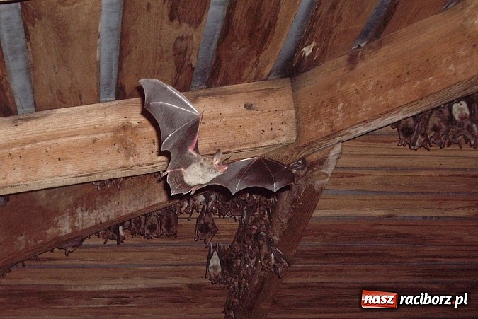 Zdjęcie w galerii na portalu naszraciborz.pl: Spokojny sen nietoperza wiadomości z regionu