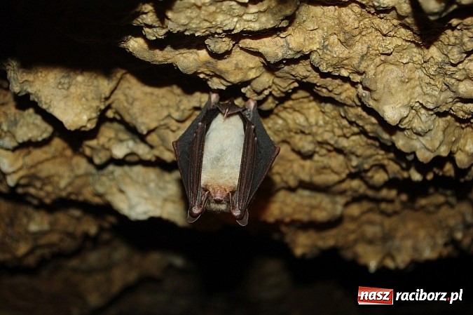 Zdjęcie w galerii na portalu naszraciborz.pl: Spokojny sen nietoperza wiadomości z regionu