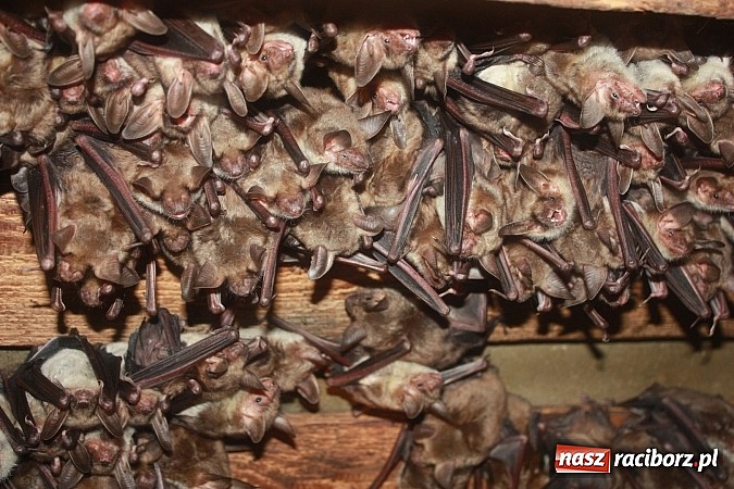 Zdjęcie w galerii na portalu naszraciborz.pl: Spokojny sen nietoperza wiadomości z regionu