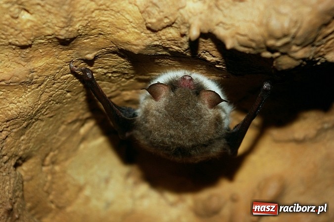 Zdjęcie w galerii na portalu naszraciborz.pl: Spokojny sen nietoperza wiadomości z regionu