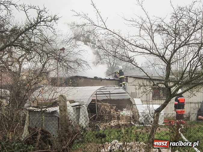 Zdjęcie w galerii na portalu naszraciborz.pl: Spokojny sen nietoperza wiadomości z regionu