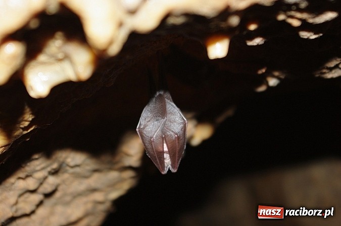 Zdjęcie w galerii na portalu naszraciborz.pl: Spokojny sen nietoperza wiadomości z regionu