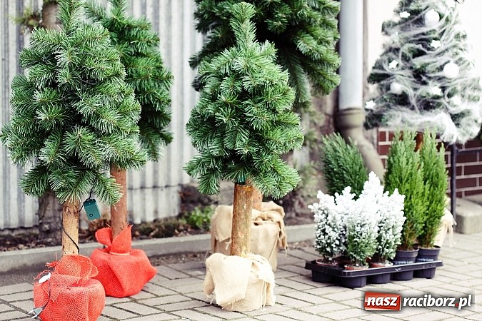 Zdjęcie w galerii na portalu naszraciborz.pl: Świąteczne szaleństwo w Kwiaciarni Lawender! wiadomości z regionu