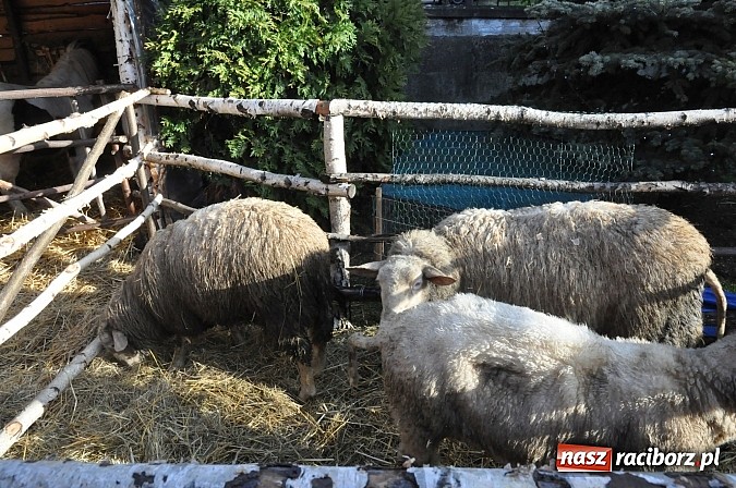 Zdjęcie w galerii na portalu naszraciborz.pl: Brzezie zaprasza do żywej stajenki betlejemskiej wiadomości z regionu