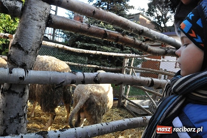 Zdjęcie w galerii na portalu naszraciborz.pl: Brzezie zaprasza do żywej stajenki betlejemskiej wiadomości z regionu