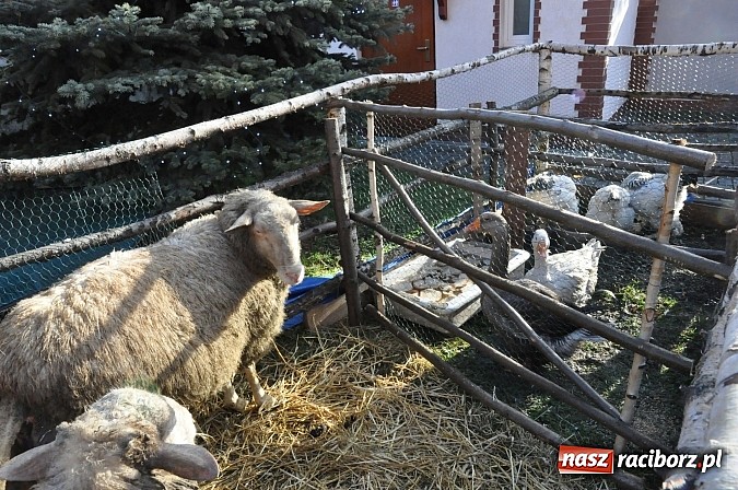 Zdjęcie w galerii na portalu naszraciborz.pl: Brzezie zaprasza do żywej stajenki betlejemskiej wiadomości z regionu