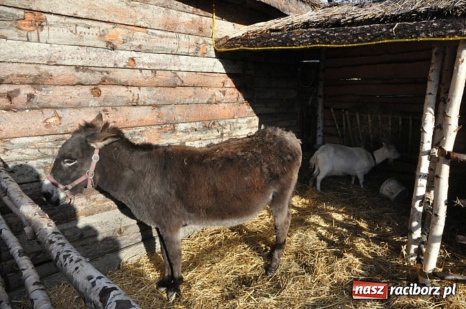 Zdjęcie w galerii na portalu naszraciborz.pl: Brzezie zaprasza do żywej stajenki betlejemskiej wiadomości z regionu