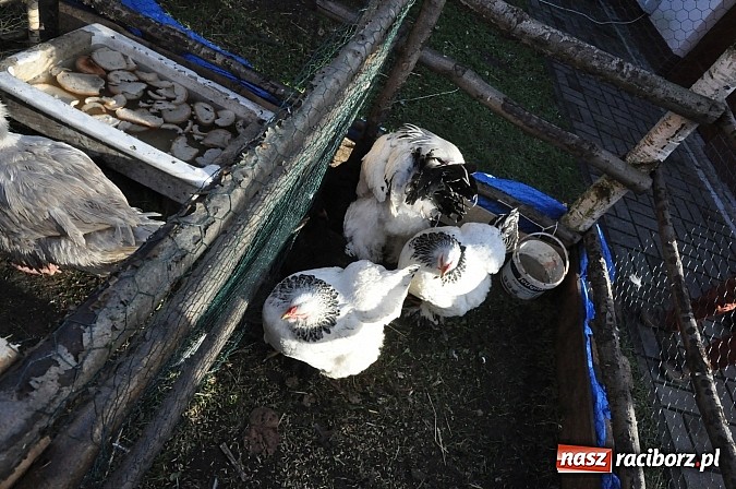 Zdjęcie w galerii na portalu naszraciborz.pl: Brzezie zaprasza do żywej stajenki betlejemskiej wiadomości z regionu