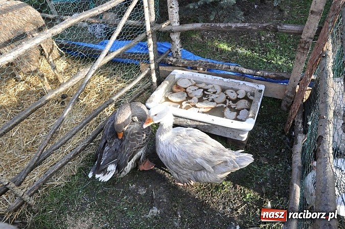 Zdjęcie w galerii na portalu naszraciborz.pl: Brzezie zaprasza do żywej stajenki betlejemskiej wiadomości z regionu