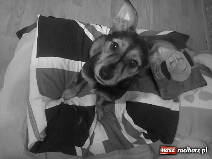 Zdjęcie w galerii na portalu naszraciborz.pl: Nowe Zasady udzielania dofinansowania ze środków WFOŚiGW w Katowicach wiadomości z regionu