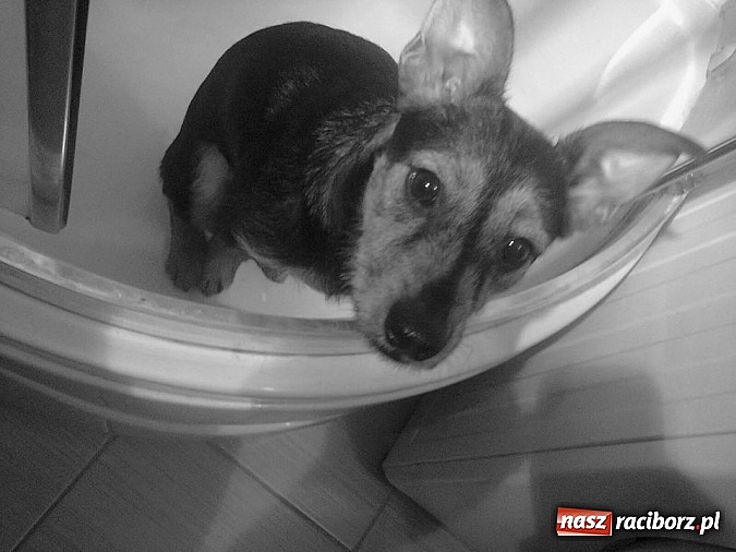 Zdjęcie w galerii na portalu naszraciborz.pl: Nowe Zasady udzielania dofinansowania ze środków WFOŚiGW w Katowicach wiadomości z regionu