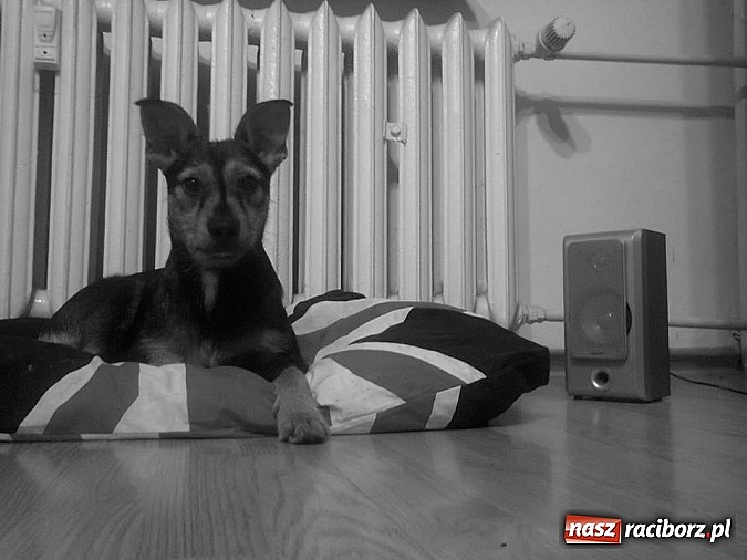 Zdjęcie w galerii na portalu naszraciborz.pl: Nowe Zasady udzielania dofinansowania ze środków WFOŚiGW w Katowicach wiadomości z regionu