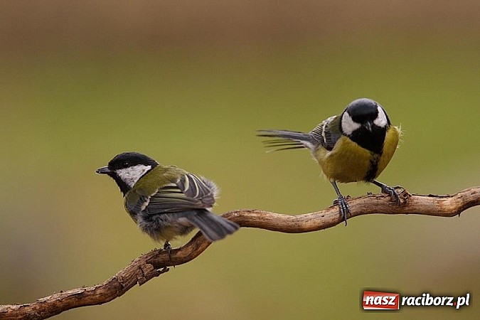 Zdjęcie w galerii na portalu naszraciborz.pl: Nastała zima. Czy las zasypia? wiadomości z regionu