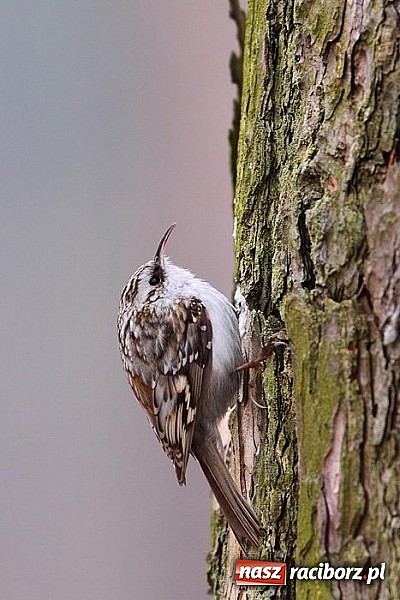 Zdjęcie w galerii na portalu naszraciborz.pl: Nastała zima. Czy las zasypia? wiadomości z regionu