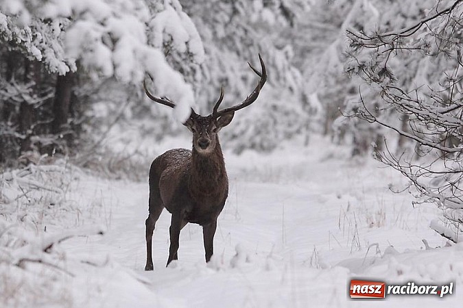 Zdjęcie w galerii na portalu naszraciborz.pl: Nastała zima. Czy las zasypia? wiadomości z regionu