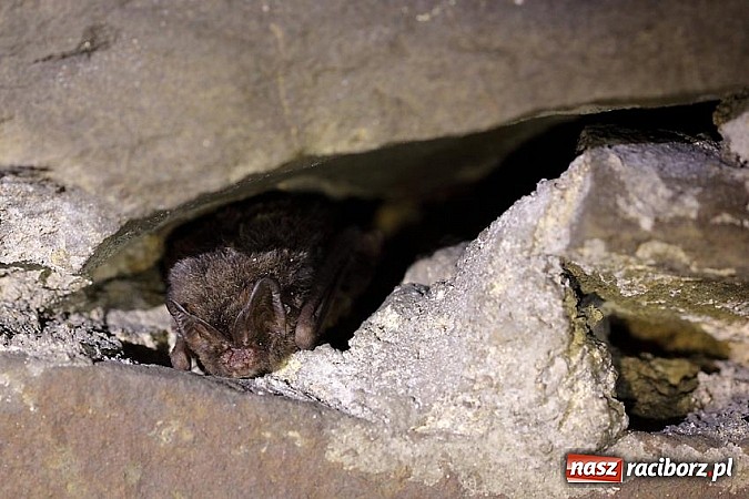Zdjęcie w galerii na portalu naszraciborz.pl: Nastała zima. Czy las zasypia? wiadomości z regionu