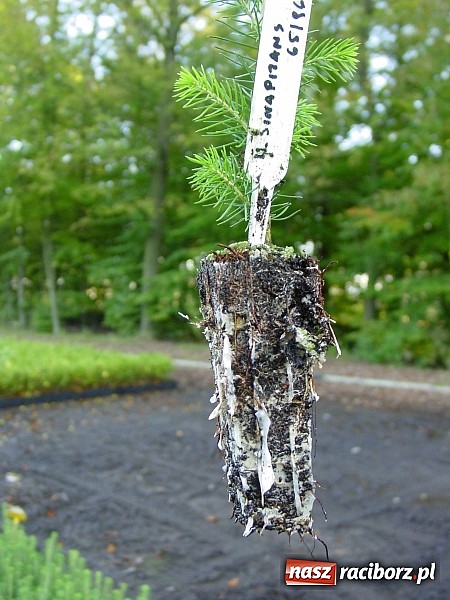 Zdjęcie w galerii na portalu naszraciborz.pl: Szkółka kontenerowa ciekawym punktem na mapie gminy Nędza wiadomości z regionu